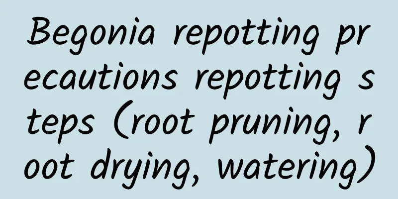 Begonia repotting precautions repotting steps (root pruning, root drying, watering)