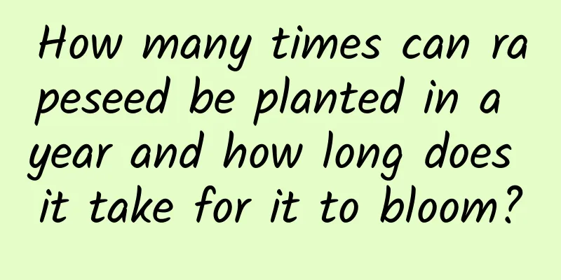 How many times can rapeseed be planted in a year and how long does it take for it to bloom?