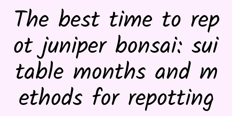 The best time to repot juniper bonsai: suitable months and methods for repotting