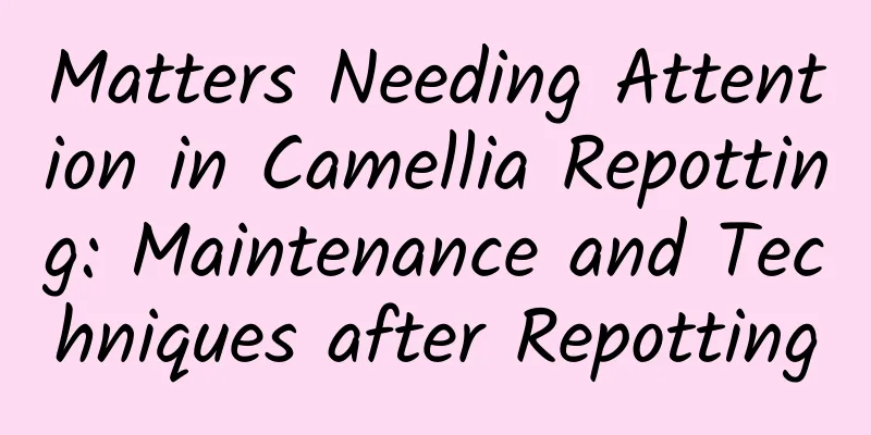 Matters Needing Attention in Camellia Repotting: Maintenance and Techniques after Repotting