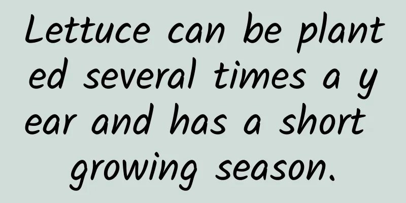 Lettuce can be planted several times a year and has a short growing season.