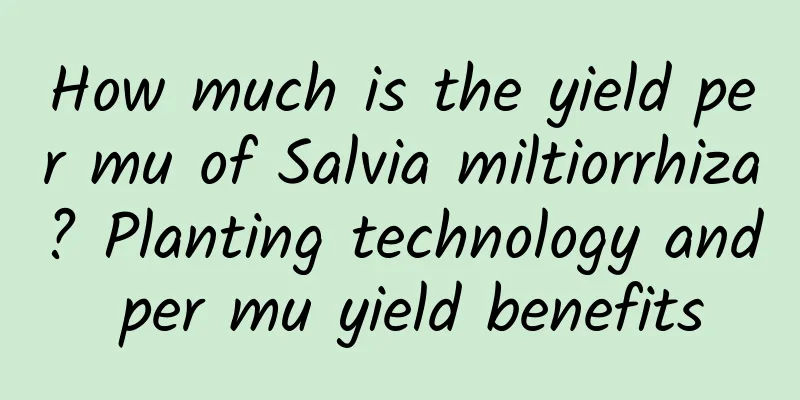How much is the yield per mu of Salvia miltiorrhiza? Planting technology and per mu yield benefits