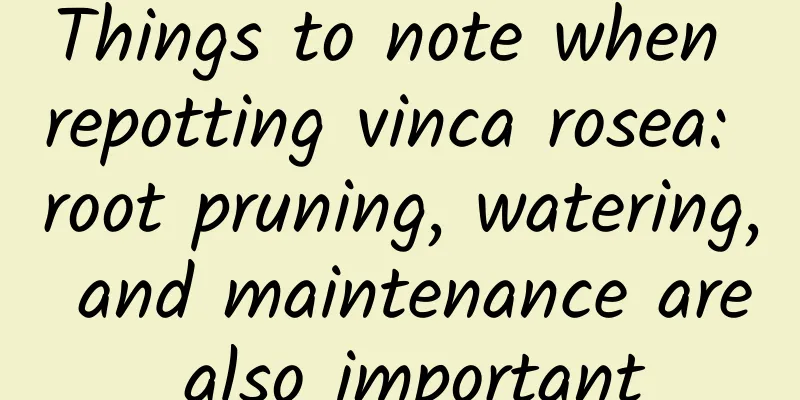 Things to note when repotting vinca rosea: root pruning, watering, and maintenance are also important