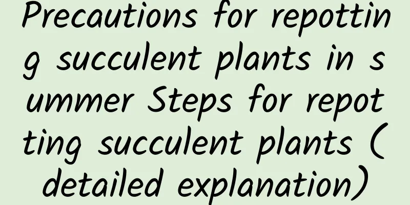 Precautions for repotting succulent plants in summer Steps for repotting succulent plants (detailed explanation)