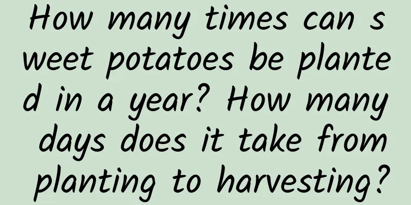 How many times can sweet potatoes be planted in a year? How many days does it take from planting to harvesting?