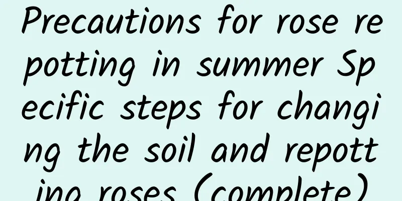 Precautions for rose repotting in summer Specific steps for changing the soil and repotting roses (complete)