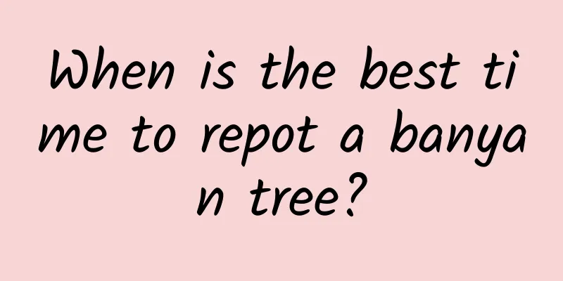 When is the best time to repot a banyan tree?