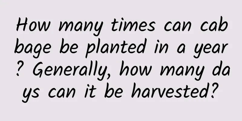 How many times can cabbage be planted in a year? Generally, how many days can it be harvested?