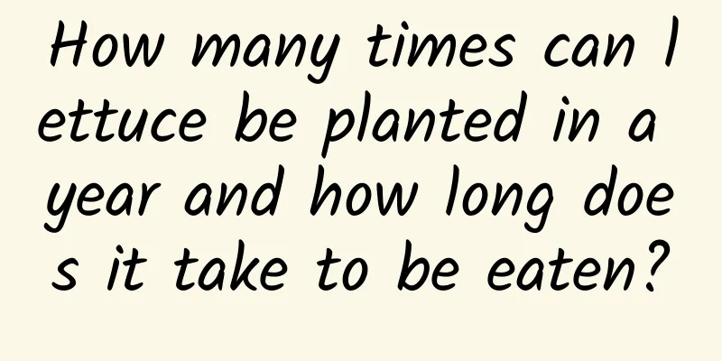 How many times can lettuce be planted in a year and how long does it take to be eaten?