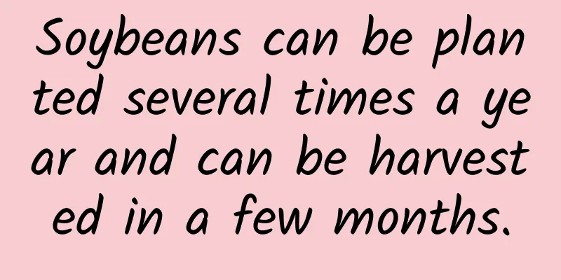 Soybeans can be planted several times a year and can be harvested in a few months.