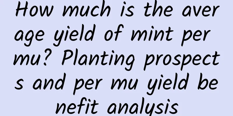 How much is the average yield of mint per mu? Planting prospects and per mu yield benefit analysis