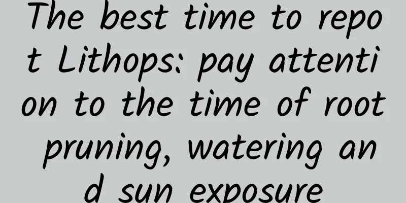The best time to repot Lithops: pay attention to the time of root pruning, watering and sun exposure