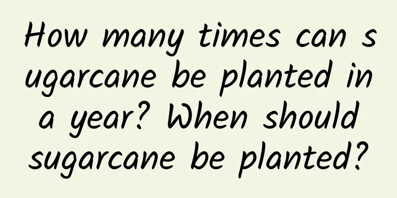 How many times can sugarcane be planted in a year? When should sugarcane be planted?