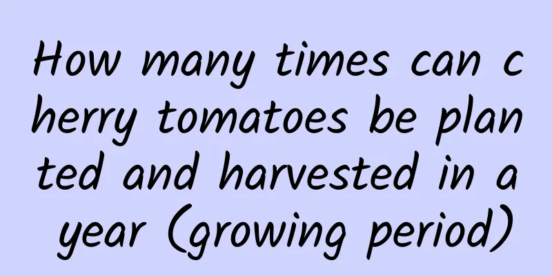 How many times can cherry tomatoes be planted and harvested in a year (growing period)