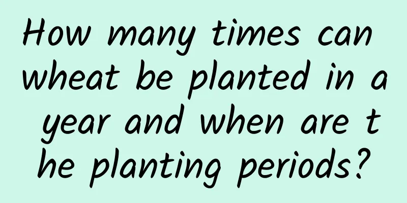 How many times can wheat be planted in a year and when are the planting periods?