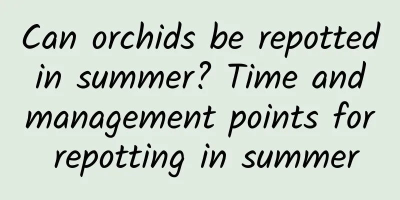 Can orchids be repotted in summer? Time and management points for repotting in summer