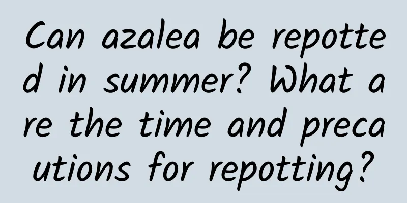 Can azalea be repotted in summer? What are the time and precautions for repotting?
