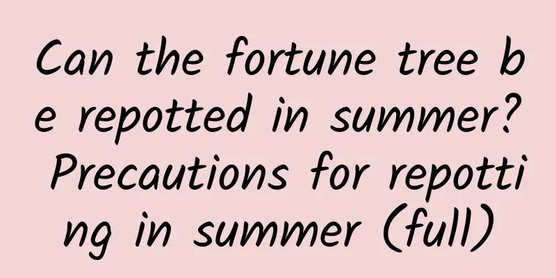Can the fortune tree be repotted in summer? Precautions for repotting in summer (full)