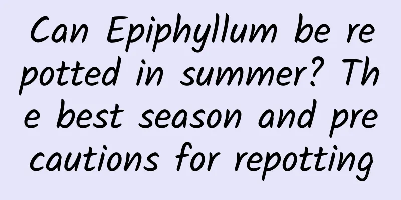 Can Epiphyllum be repotted in summer? The best season and precautions for repotting