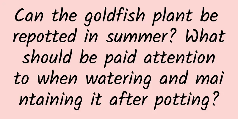 Can the goldfish plant be repotted in summer? What should be paid attention to when watering and maintaining it after potting?