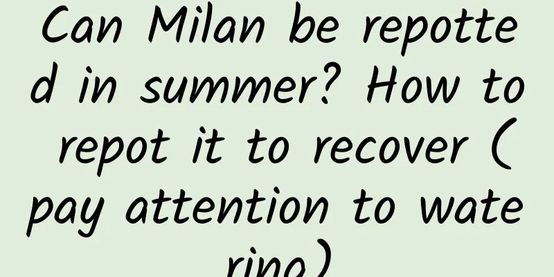 Can Milan be repotted in summer? How to repot it to recover (pay attention to watering)