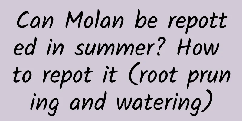 Can Molan be repotted in summer? How to repot it (root pruning and watering)