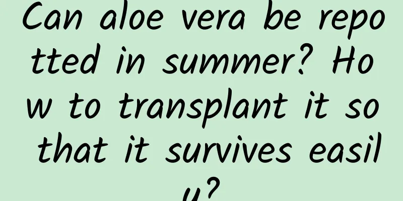Can aloe vera be repotted in summer? How to transplant it so that it survives easily?