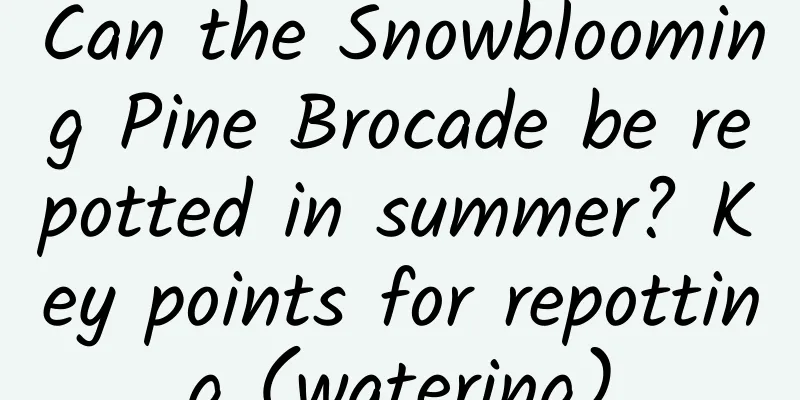 Can the Snowblooming Pine Brocade be repotted in summer? Key points for repotting (watering)