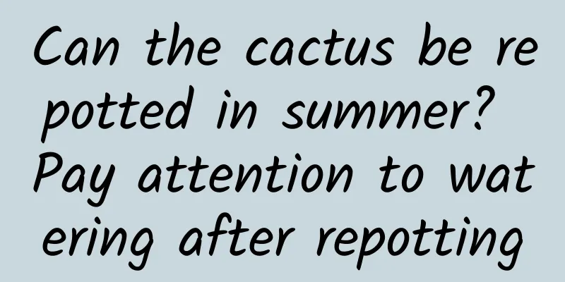 Can the cactus be repotted in summer? Pay attention to watering after repotting