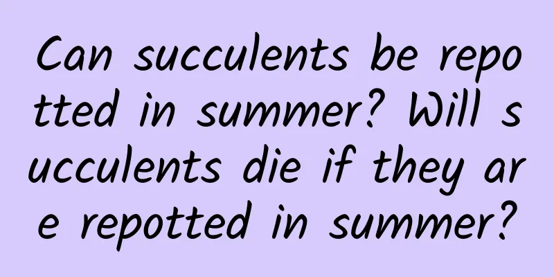 Can succulents be repotted in summer? Will succulents die if they are repotted in summer?