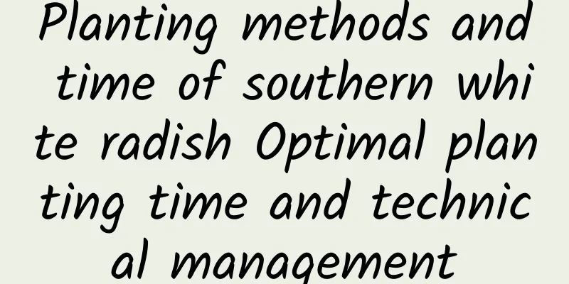 Planting methods and time of southern white radish Optimal planting time and technical management