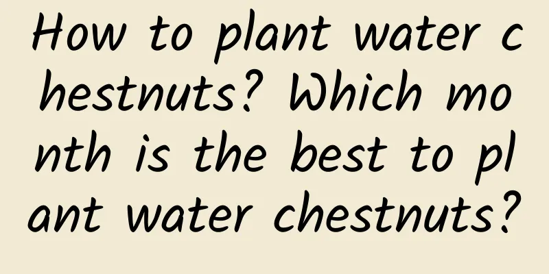 How to plant water chestnuts? Which month is the best to plant water chestnuts?
