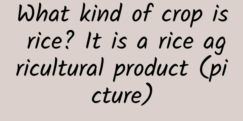 What kind of crop is rice? It is a rice agricultural product (picture)