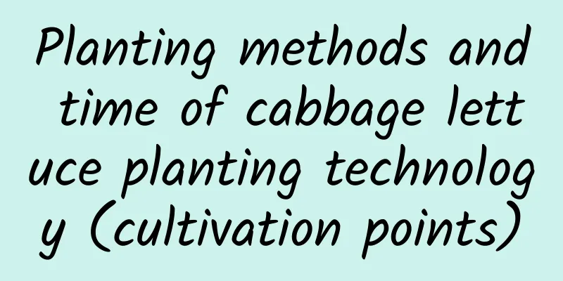 Planting methods and time of cabbage lettuce planting technology (cultivation points)