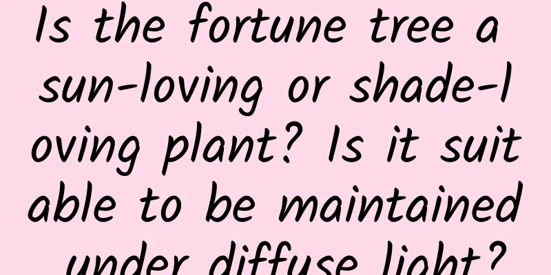 Is the fortune tree a sun-loving or shade-loving plant? Is it suitable to be maintained under diffuse light?