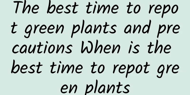 The best time to repot green plants and precautions When is the best time to repot green plants