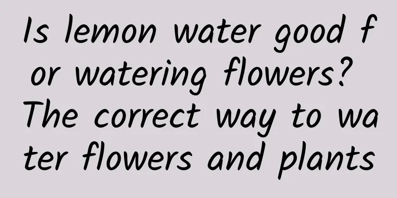 Is lemon water good for watering flowers? The correct way to water flowers and plants