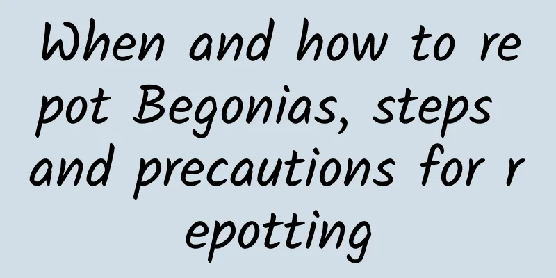 When and how to repot Begonias, steps and precautions for repotting
