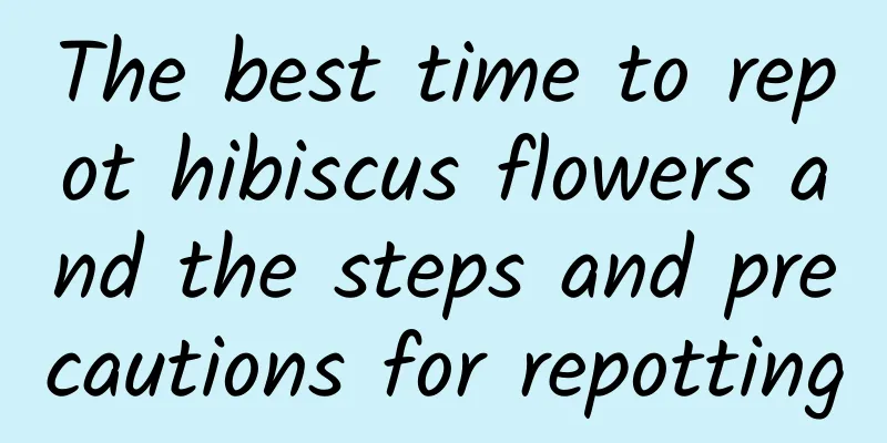The best time to repot hibiscus flowers and the steps and precautions for repotting