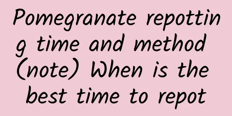 Pomegranate repotting time and method (note) When is the best time to repot