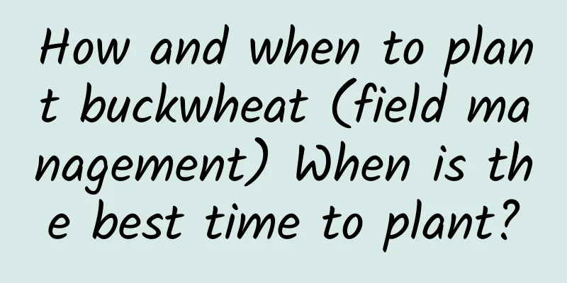 How and when to plant buckwheat (field management) When is the best time to plant?