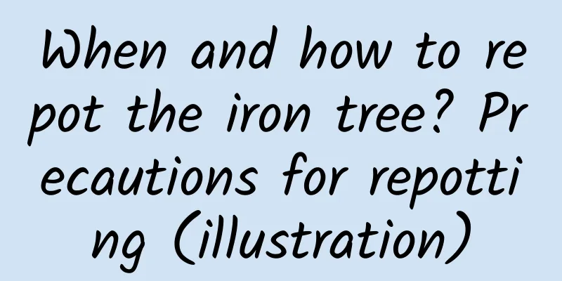 When and how to repot the iron tree? Precautions for repotting (illustration)