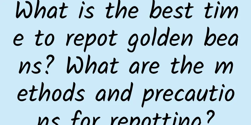 What is the best time to repot golden beans? What are the methods and precautions for repotting?