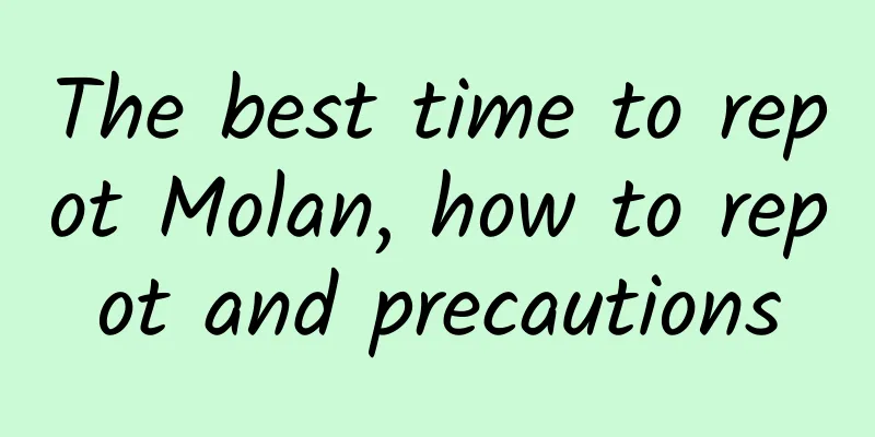 The best time to repot Molan, how to repot and precautions