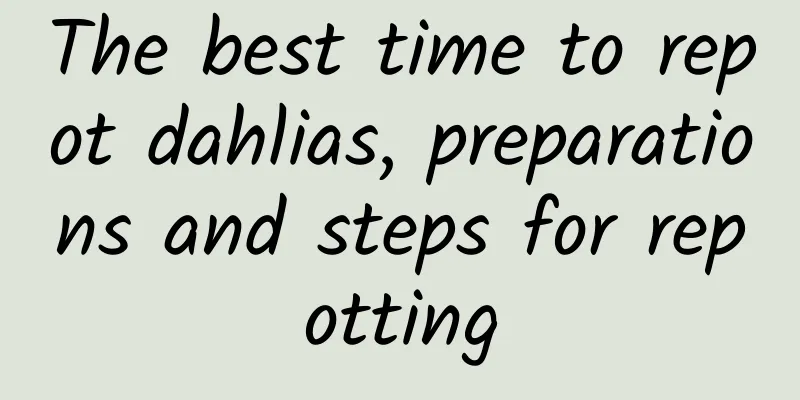 The best time to repot dahlias, preparations and steps for repotting