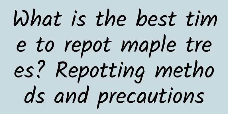 What is the best time to repot maple trees? Repotting methods and precautions