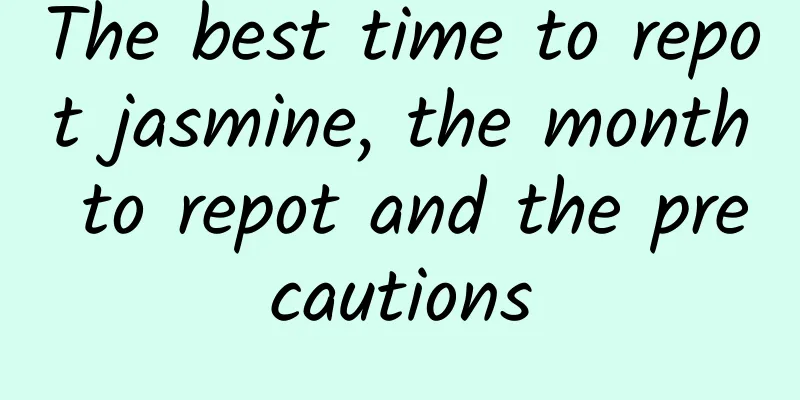 The best time to repot jasmine, the month to repot and the precautions