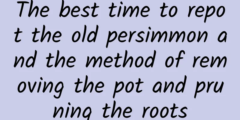 The best time to repot the old persimmon and the method of removing the pot and pruning the roots