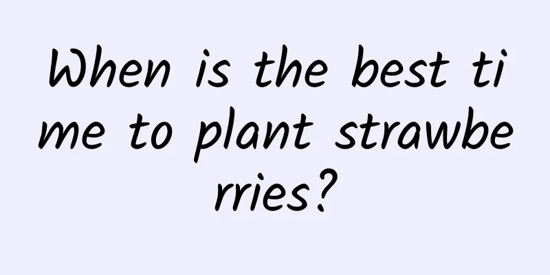 When is the best time to plant strawberries?