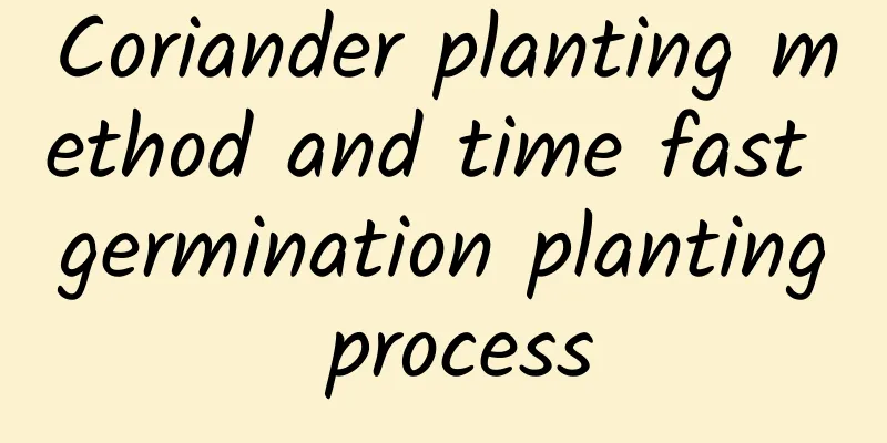 Coriander planting method and time fast germination planting process